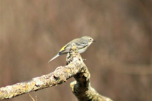 Yellow-rumped Warbler photographed in Virginia