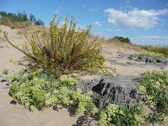 Limbarda crithmoides