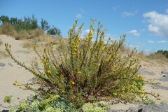 Limbarda crithmoides