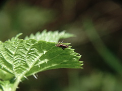 Dermacentor marginatus