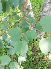 Bauhinia