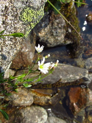 Dichodon cerastoides