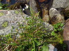 Dichodon cerastoides