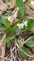 Viola primulifolia