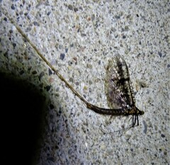 Ephemera vulgata