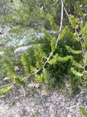 Salix lasiolepis