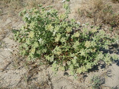 Echinophora spinosa