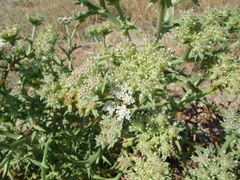 Echinophora spinosa
