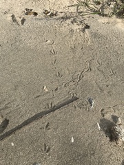 Callipepla californica