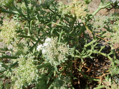Echinophora spinosa