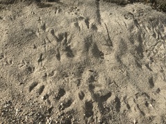 Callipepla californica