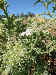Echinophora spinosa