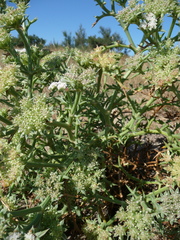 Echinophora spinosa