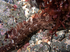 Hexagrammos octogrammus