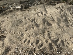 Callipepla californica