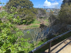 Aesculus californica