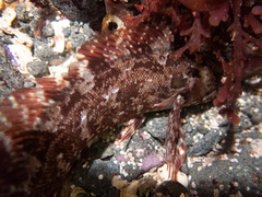 Hexagrammos octogrammus