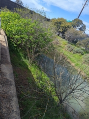 Aesculus californica