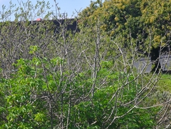 Aesculus californica