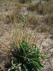 Matthiola sinuata