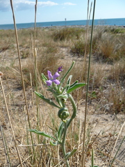Matthiola sinuata