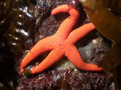 Henricia leviuscula