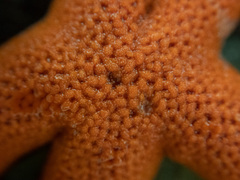 Henricia leviuscula