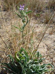 Matthiola sinuata