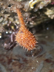 Boltenia villosa