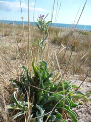 Matthiola sinuata