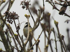 Poecile atricapillus