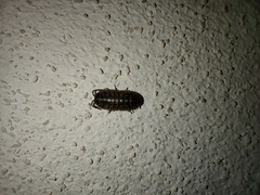 Armadillidium versicolor