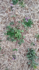 Lamium amplexicaule