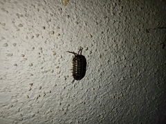 Armadillidium versicolor