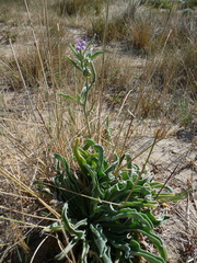 Matthiola sinuata
