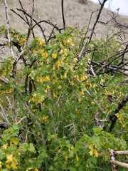 Ribes quercetorum