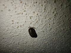 Armadillidium versicolor
