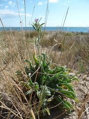 Matthiola sinuata