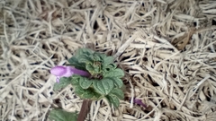 Lamium amplexicaule