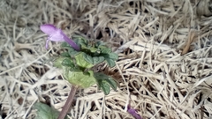 Lamium amplexicaule