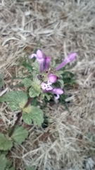 Lamium amplexicaule