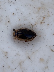 Coptotomus