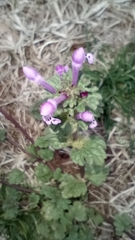 Lamium amplexicaule