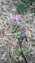 Lamium amplexicaule