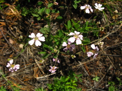 Silene linnaeana