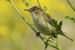 Acrocephalus dumetorum