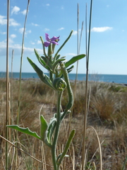 Matthiola sinuata