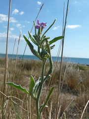Matthiola sinuata