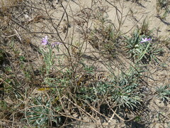 Matthiola sinuata