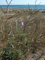 Matthiola sinuata